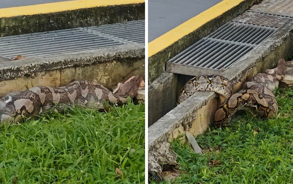Snake drama in Singapore: Python in Eunos swallows and regurgitates cat ...