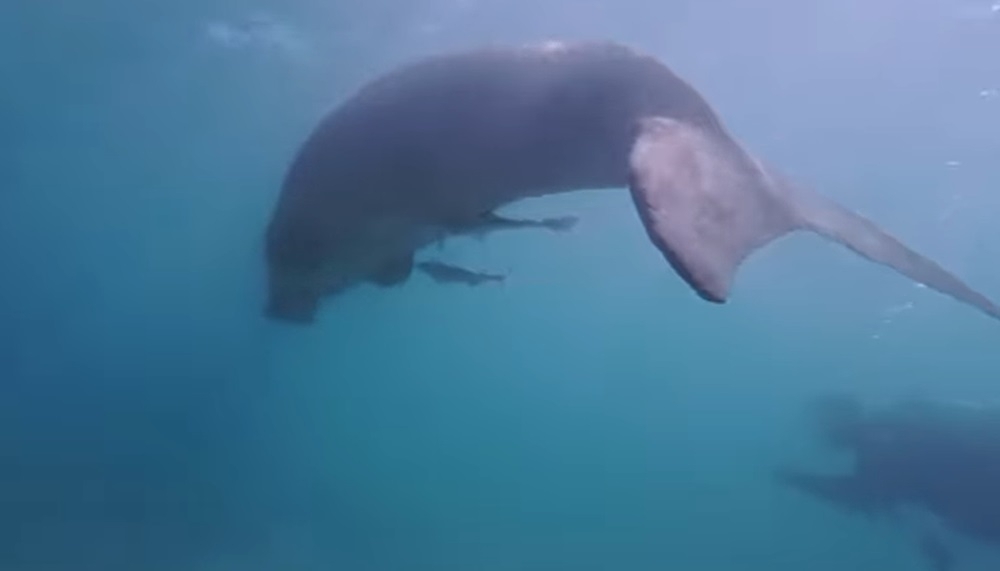 Rare dugong sighting near Mabul Island in Sabah excites local conservationists, sparks calls for marine protection A rare sighting of a dugong in the diver’s haven of Mabul Island yesterday has gotten local conservationists excited. — Video screencap via Facebook/Aloha Mabul Scuba Lodge