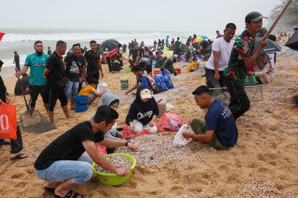 As Dungun residents flock to collect cockle bounty washed ashore, Terengganu police ban gathering on beaches citing strong waves as safety hazard People collect cockles that were washed ashore following large waves that hit Sura Beach January 15, 2025. — Bernama pic