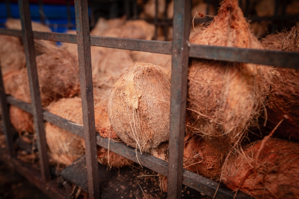 How hot regional weather and cool refreshing coconut drinks are making ‘santan’ dearer in Malaysia Dehusked coconuts stored in a metal crate at a facility in Semenyih on January 16, 2025. — Picture by Raymond Manuel