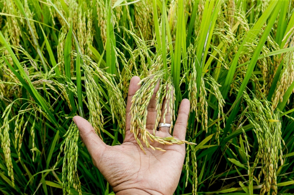 Floor paddy price standardised to RM1,500 per tonne, effective Feb 16 ...