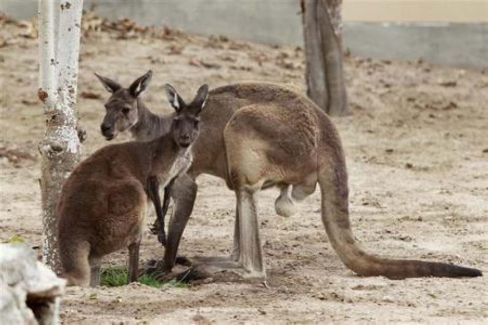 Kangaroos and closely related wallabies