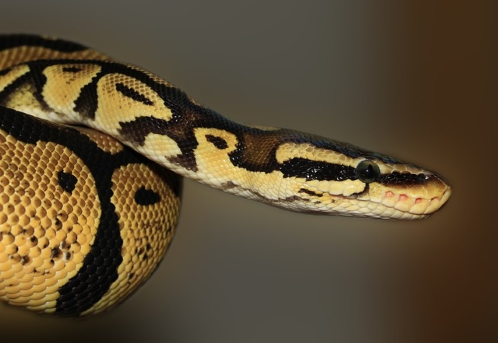 Snakes on a plane, again: India foils third Thailand wildlife smuggling attempt this month The live snakes included reptiles often sold in the pet trade, and were largely non-venomous, or with venom too weak to affect people. They included garter snakes, a rhino rat snake and a Kenyan sand boa, among others. — Pixabay pic