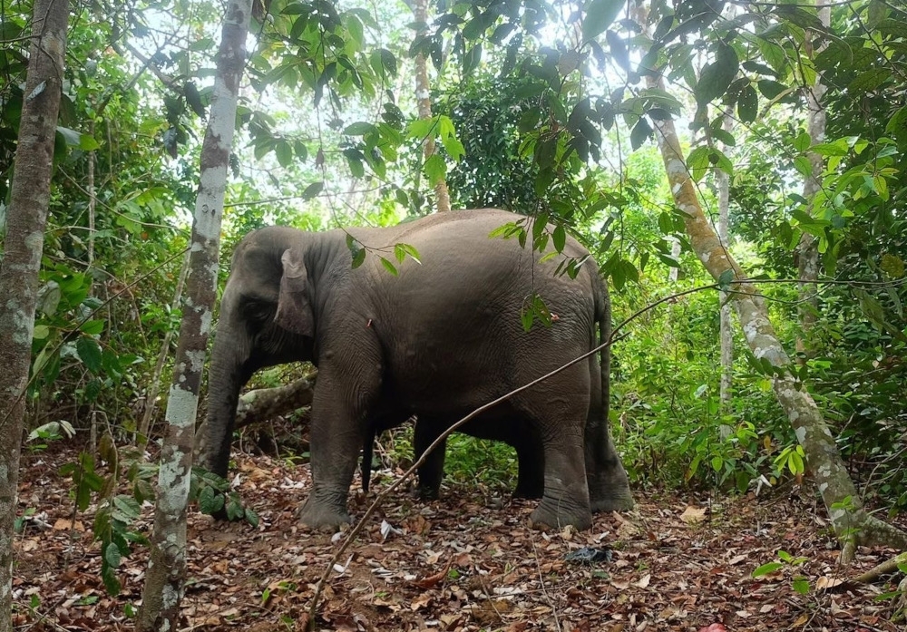 Jumbo trouble: Six elephants from notorious herd captured in Johor village One of the six wild elephants captured during the Integrated Elephant Translocation Operation in Kampung Pinggir near Kluang, July 17, 2025. — Picture courtesy of Ling Tian Soon