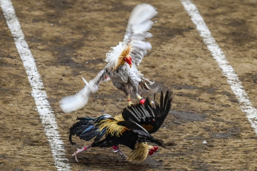 Police bust imported cockfighting ring worth RM4.7m in major Sabah raid In this photo taken on August 26, 2022, roosters fight during a cockfighting match at the San Pedro Coliseum in Laguna province. — AFP pic