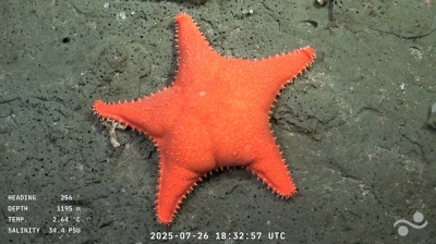 Deep-sea drama: Patrick Star lookalike and ‘drag queen’ crab steal the show in Argentina’s viral ocean livestream Patrick, is that you? A sea star at 1195 metres of depth at the Mar del Plata Canyon. — AFP pic/Schmidt Ocean Institute/ROV SuBastian