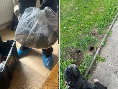 Rampaging Ratzillas: UK town battles explosion of rodents the size of a cat as council cuts pest control budget A giant rat (left) said to be 56cm long was caught in Normanby, Teesside in north-east English on August 4, 2025 by workers from the Eston Council. Holes in the ground indicate a proliferation of the rodents. — Pictures from Facebook/David Taylor and Stephen Martin - Eston Ward Councillors