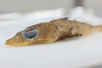 New fish species ‘Baji Azizah’ discovered off Terengganu, hailed as marine biodiversity milestone Researchers from Universiti Malaysia Terengganu (UMT) have discovered a new species of fish in the waters of the South China Sea. — Bernama pic