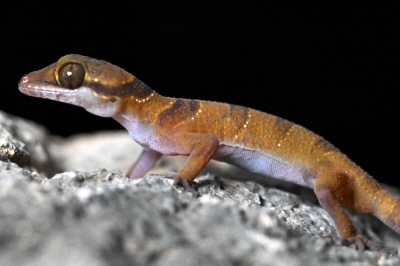Three new gecko species found in Cambodia’s karst as cement industry threat looms This photo taken on July 22, 2025 shows a gecko looking on as conservationists take pictures of them in a hotel room at Phnom Proek district in Battambang province. The trio of newly discovered geckos illustrates the incredible and often overlooked biodiversity in these harshly beautiful landscapes, and the risks posed by the cement industry’s appetite for limestone. — AFP pic