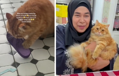 Meet Oyen, the adorable thief behind the slipper heist in his neighbourhood In a heartwarming tale that has captured the hearts of many, Oyen, a cheeky orange cat, has become an internet sensation after his furmum shared videos of his ‘slipper-stealing’ antics on TikTok. — Pictures via TikTok and Facebook/Noraini Darus