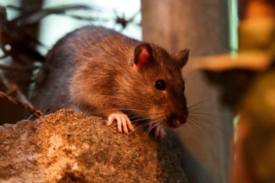 New York steps up war on rats with sterilisation, high-tech tracking A rat needs one ounce (28 grams) of food per day to sustain itself, and it can have up to 12 offspring per litter. — AFP pic