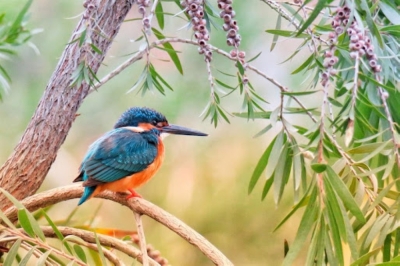 Extreme heat from climate change driving sharp decline in tropical bird populations, study finds Bird populations in the tropics now face 30 days of heat extremes per year compared to three per year in the mid-20th century. — Reuters pic