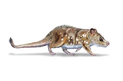 Fossil of tiny mouse-sized mammal from dinosaur era discovered in Chilean Patagonia An illustration by Mauricio Alvarez, released by Universidad de Chile, depicts the ‘Yeutherium pressor,’ a mammal that lived during the Late Cretaceous period about 74 million years ago and is estimated to have weighed between 30 and 40 grams. — AFP pic