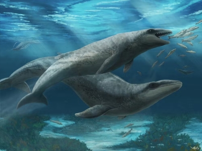 Scientists unearth ‘cute’ but fearsome ancient whale Scientists discovered a 'fast, sharp-toothed predator' that would have been about the size of a dolphin. — Illustration by Ruairidh Duncan via Museums Victoria