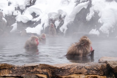 Hot spring in a bottle? Japan’s ‘craft onsen’ venture seeks to export the essence of onsen to the world Onsens are a major domestic industry in Japan beloved by both locals and tourists. — Picture via pexels/Salvador Chinchilla