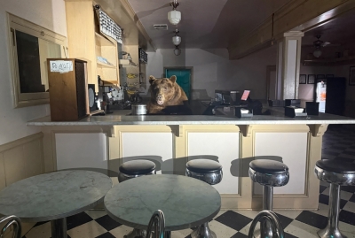Got the scoop: A bear walks into a California ice cream shop — and it’s no joke This handout image courtesy of El Dorado County Sheriff's Office posted on their Facebook page on August 19, 2025 shows a bear in the Ice Cream Shop at Camp Richardson in South Lake Tahoe.  A curious bear on the hunt for something sweet found itself behind the counter of a California ice cream shop on August 17. — El Dorado County Sheriff’s Office handout/AFP pic