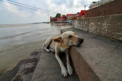 India’s top court eases Delhi stray dog removal order, allows release after vaccination, sterilisation A stray dog sleeps on the stairs of the flooded Dandi Ghat after heavy monsoon rains induced a rise in the water level of the river Ganges in Varanasi on August 20, 2025. — AFP pic
