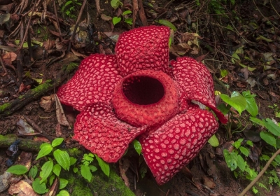 Decolonising the jungle bloom — Renaming Rafflesia sounds simple, but one expert says it’s more complicated than it looks Replacing Rafflesia with a local name poses significant challenges, particularly scientific and global confusion. ― Pexels pic/Rahmad Himawan