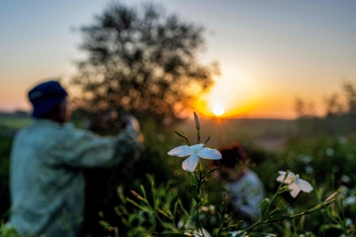 Once a fragrance goldmine, Egypt’s jasmine harvest is losing its scent as climate change takes its toll Egypt produces nearly half the world’s jasmine concrete, a waxy extract from the plant that provides a vital base for designer fragrances and is a multi-million dollar export. — AFP pic