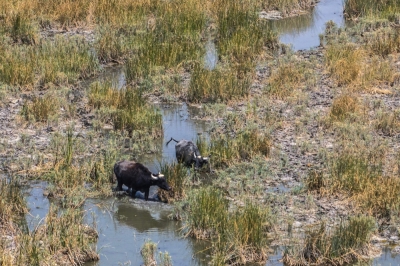 ‘The marshes are dead’: Iraqi buffalo herders wander in search of water This aerial view shows water buffaloes drinking from a marsh in the drought-striken Chibayish marshes in Iraq's southern Dhi Qar province on August 19, 2025. — AFP pic