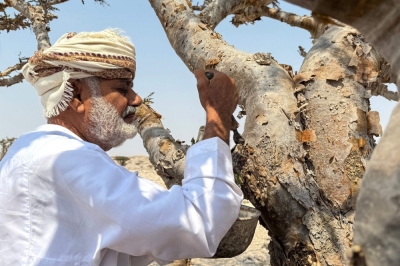 In oil-rich Oman, efforts to preserve frankincense ‘white gold’ A harvester collects frankincense resin from a Boswellia tree, in the Dawkah valley in Oman's southern Dhofar region, on July 27, 2025. — AFP pic