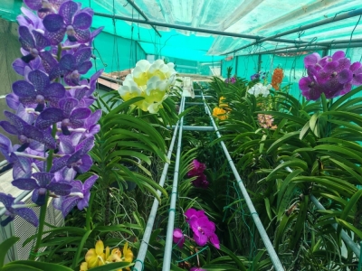 Penang businessman’s 40-year orchid passion blooms into 800 pot collection Tang spends about two hours daily tending to his collection — watering and adding fertiliser — which takes up much of the garden around his Penang home. — Photo courtesy of Tang