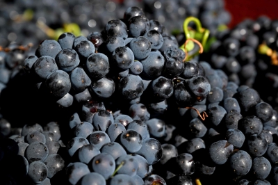 Bubble burst: French winemaker jailed for huge champagne fraud This photograph shows grapes during the 2025 Champagne harvest in Hauvillers, north-eastern France, on August 28, 2025. — AFP pic