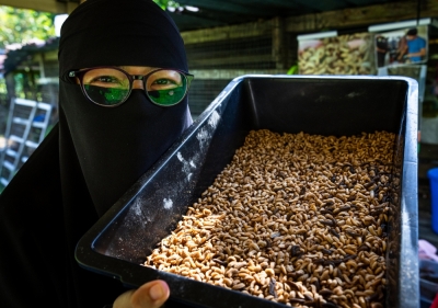 How Black Soldier Fly larvae helped a Perak mum turn food waste into profit Farmer Liyana Farhana Noor Izan displays Black Soldier Fly larvae she rears at a farm in Taiping Sept 4, 2025. — Bernama pic