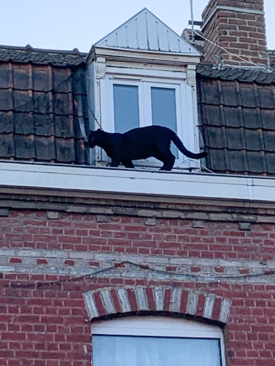 Le chat noir? Panther kept as ‘baby’ lands French couple in court Louise, a playful black panther, sparked panic after being spotted on nearby rooftops. — AFP/Sapeurs-pompiers du Nord handout