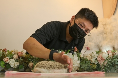 In remembrance: Mortician, keepsake artisans find purpose as more Malaysians seek gentle goodbyes for their pets Pet funeral director Ng Shin Yann seen tending to a deceased hedgehog in preparation of for farewell ceremony. — Picture by Choo Choy May