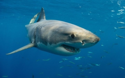 Suspected ‘large shark’ kills man off Sydney beach, first fatal attack since 2022 A suspected ‘large shark’ mauled a man to death in waters off northern Sydney today, Australian police said, leading to a string of beach closures. — AFP pic