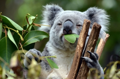 Koalas just won big: New South Wales turns forests into ultimate wildlife playground The Australian state has halted logging across 176,000 hectares to create the Great Koala National Park, aiming to save the state’s koalas from possible extinction by 2050. — manonvanos/Getty Images/ETX Studio pic
