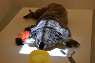 No more itchy business: Australia greenlights chlamydia jab for koalas to save the species Australia has approved a vaccine for koalas that contract chlamydia, an STD that accounts for nearly half of all deaths in the feral marsupials. — AFP pic