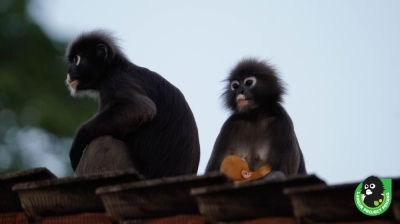 Dusky langurs in the city: Following Ah Tan’s troop through Penang’s urban canopy Ah Tan’s family of dusky langurs seen lounging on a rooftop in Tanjung Bungah, Penang. — Picture courtesy of Langur Project Penang