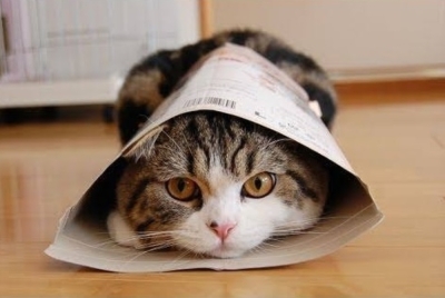Maru, the Internet’s favourite box-loving cat, dies at 18 (VIDEO) Maru, the internet’s beloved box-loving cat, has died aged 18 after a short illness, his owners announced earlier this week.