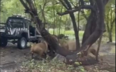 Zookeeper killed in front of visitors at Thai safari park in deadly lion attack Screengrab of the said attack from a video shared on social media.