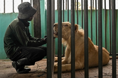 Thai zoo under fire after lions led by ‘Trump’ maul zookeeper to death A worker interacts with a lion inside an enclosure at a breeding facility in Thailand’s Chachoengsao province on July 7, 2025. — AFP pic
