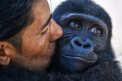 Zeytin, trafficked baby gorilla found in Istanbul cargo crate, set to return home to Nigeria A baby Western lowland gorilla named Zeytin, gets a peck on the cheek by the keeper at the Polenezkoy Zoo in Istanbul, on September 3, 2025. — AFP pic