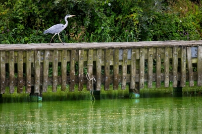 UK’s largest lake ‘dying’ as algae blooms worsen A heron walks along decking above the blue-green algae infested waters of Battery Harbour on the shores of Lough Neagh, in Northern Ireland, August 22, 2025. — AFP pic