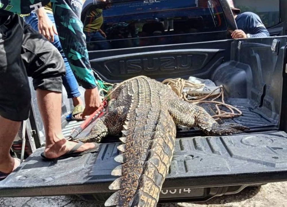 Sarikei river clean-up lands 10.3ft crocodile on day five of removal op A female crocodile measuring 10.3 feet in length and weighing about 150 kilogrammes was caught during ‘Operasi Nyah Buaya’ here yesterday. — The Borneo Post pic
