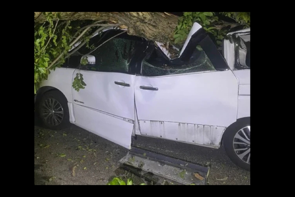 Massive tree falls, crushes parked car in Penang The tree had a girth of 1.5 metres and took firemen 45 minutes to cut and clear the site. — Picture from social media