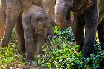 Sri Lankan man jailed 15 years in country’s first elephant trafficking case Elephants eat jackfruit leaves at the Pinnawala Elephant Orphanage in Pinnawala, Sri Lanka February 16, 2025. — AFP pic