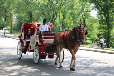 Central Park horse-drawn carriages face ban as New York mayor backs animal rights calls Critics say the animals suffer, pointing to deadly collapses and dangerous escapes, while advocates point to the jobs they create and the heritage they uphold. — AFP pic