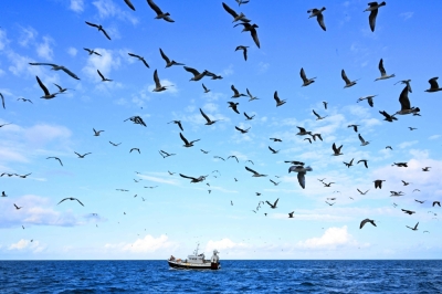 High seas treaty 101 — what it covers, why it matters, and how it could reshape the future of the world’s oceans The high seas treaty aims to protect marine life in ocean waters worldwide that no country can claim as its own. — AFP pic