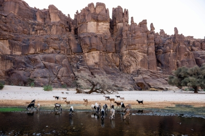 Digging into history: Tracing ancient human habitation in Chad’s ‘Green Sahara’ Goats drink water in the Guelta d'Archei, in Ennedi Ouest province. — AFP pic