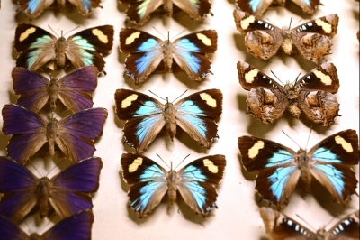 He stole 3,000 Australian butterflies and painted their wings — and scientists are still sorting out the mess A photo taken on August 25, 2025 shows some of the butterfly collection at the Melbourne Museum. — AFP pic
