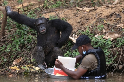Blame it on the bananas: Chimps may be behind our love of booze Fabrice Moudoungue prepares to give food to a chimpanzee in the Douala-Edea Natural Park in Marienberg on December 14, 2024. — AFP pic