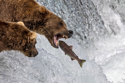 Fat Bear Week returns in Alaska as voters crown chunkiest salmon-stuffed champion Fat Bear Week got under way in Alaska. The annual tongue-in-cheek contest pits bears against each other as they stuff themselves with salmon to prepare for months of hibernation. — AFP file pic