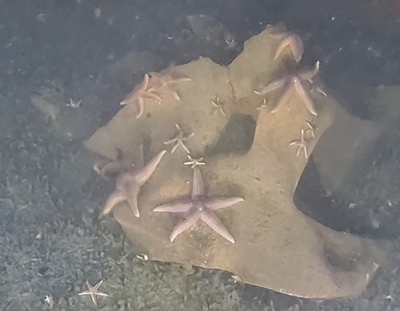 Life finds a way on weapons of death: Nazi cruise missiles now home to countless sea creatures This handout photograph provided by DeepSea Monitoring Group and taken on October 2024 with an unmanned submersible shows starfish (Asterias rubens) on top of a chunk of TNT, part of an unexploded Nazi-era cruise missile, at the bottom Luebeck Bay in the German waters of the Baltic Sea. — Reuters pic