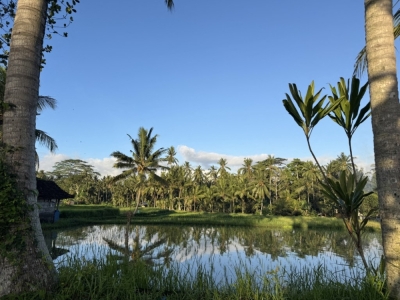 Bali’s star-rated hotels given three months to improve waste handling, says Indonesia’s environment minister A view of rice fields in Bali June 11, 2025. Indonesia’s environment minister has given star-rated hotels on the island three months to improve waste management, warning that sanctions will follow if they fail to act. — AFP pic